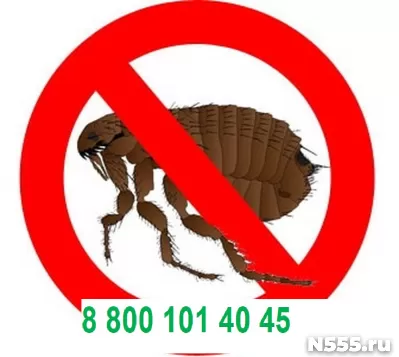 Уничтожение  блох фото 1